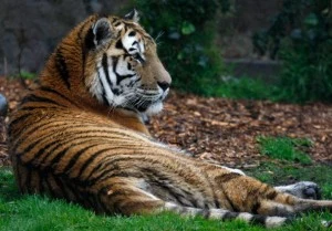 siberian tiger siberian tiger
