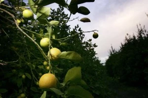 lemons lemons