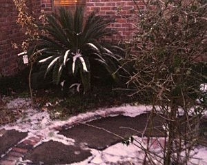 freezing temperatures freezing temperatures