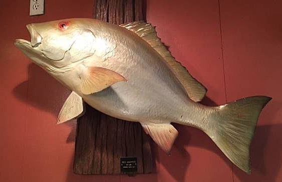 Red Snapper