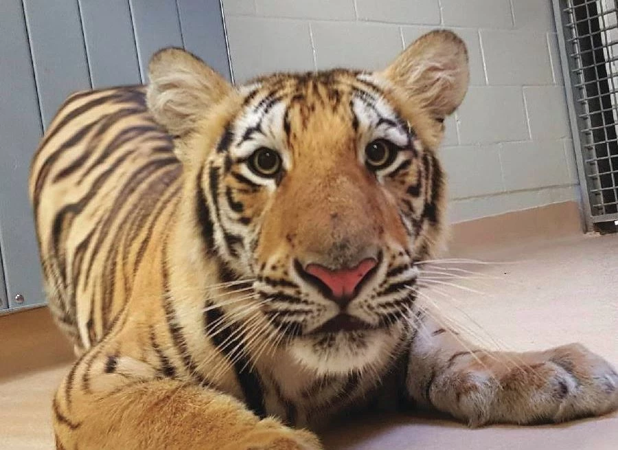 LSU's Mike The Tiger via Facebook