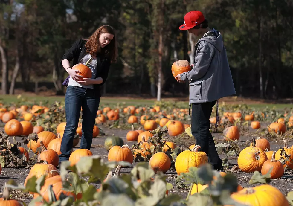 Where To Find a Pumpkin Patch in Louisiana