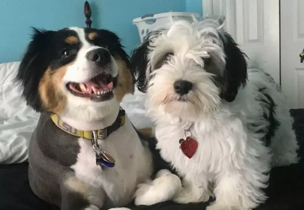 Are These Foods Safe For Your Dog to Eat? Take Our Quiz