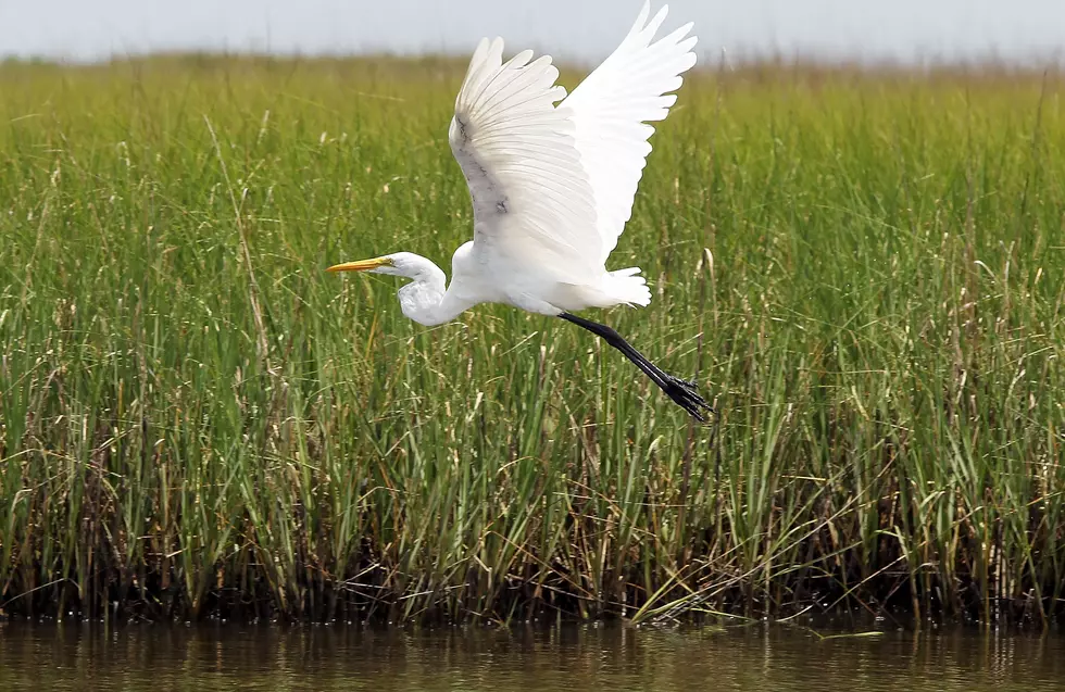Top 20 Outdoor Adventures for Nature Lovers in Louisiana