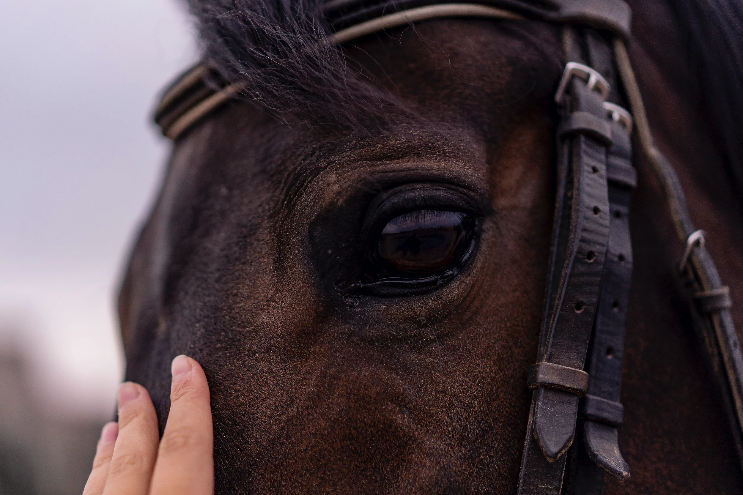 Horse With Incredibly Long Name Wins – Announcer Nails the Call