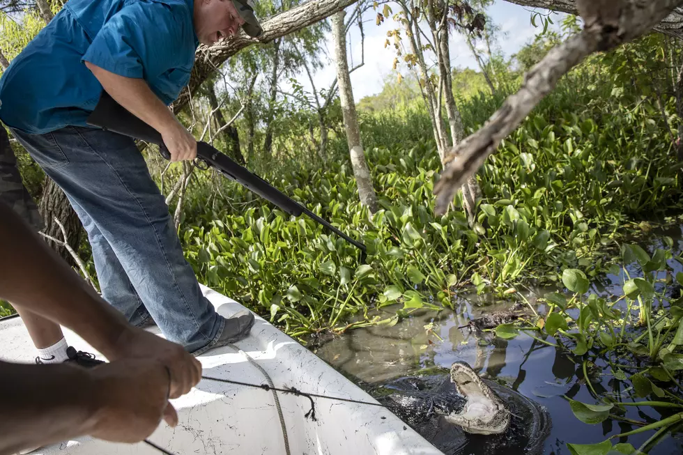Louisiana Lawmakers Consider Creating Recreational Alligator Hunting Season