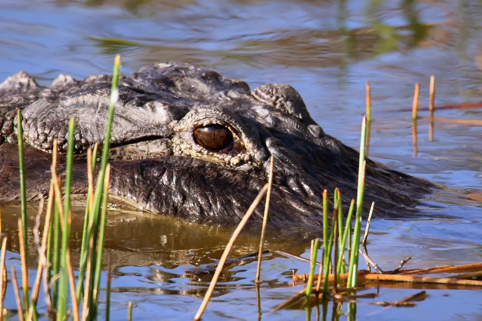 Florida Wildlife And Daily Life Scenes